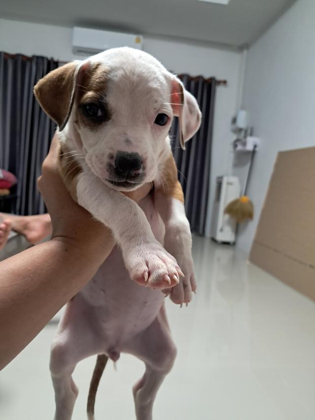 ลูกสุนัข