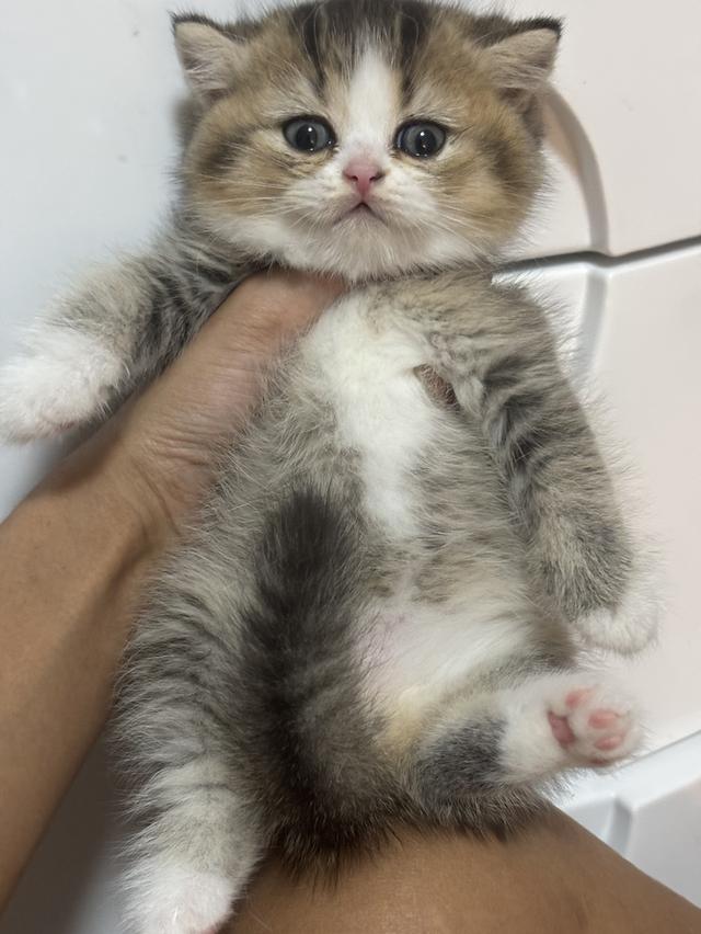 แมวบริติชBritish shorthair รูปที่ 4