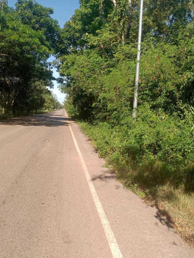 ที่ดินพร้อมสวนปาล์ม14ไร่ 7