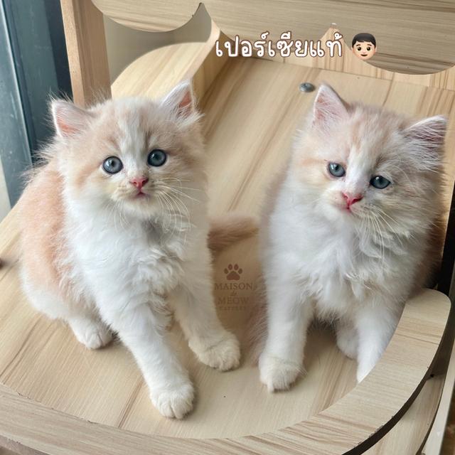 เปอร์เซียแท้ สีครีมขาว เพศชาย