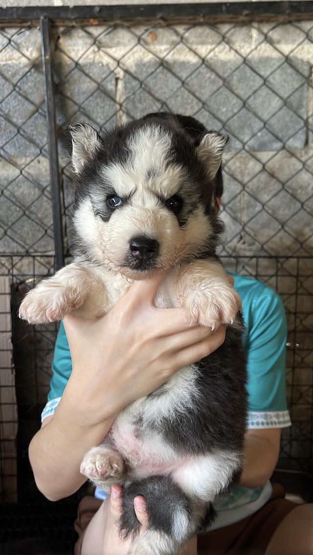 อัปเดตเด็กเข้าใหม่ เริ่มต้น5000 รูปที่ 7