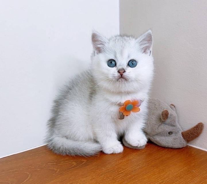 British Shorthair (ผู้หญิง) 2