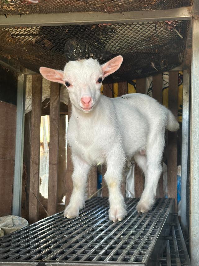 แพะแคระ minipygmy goat
