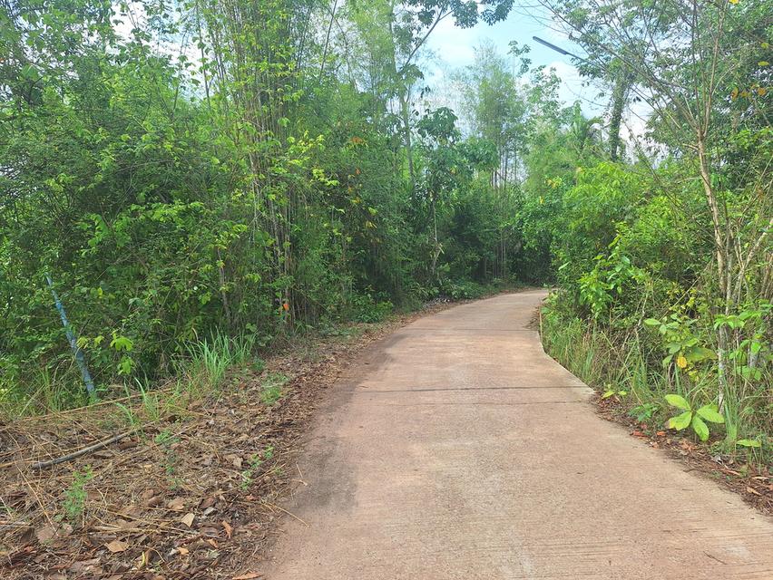 สวนทุเรียนแปลงเล็กระยอง 10