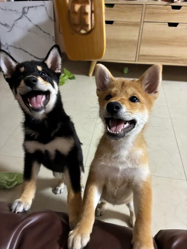 🐶 Friendly & Heartfelt  Sadly selling our two lovely 5-month-old Shiba Mame puppies (Cinnamon & Black) as we’re relocating. 4