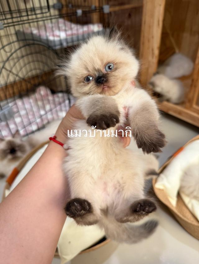 เปอร์เซียหิมาลายัน  2
