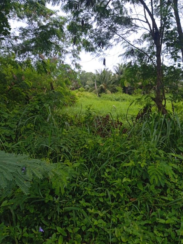 แบ่งขายที่ดิน1ไร่ เสม็ดงาม ต.หนองบัว อ.เมืองจันทบุรี จ.จันทบุรี 6