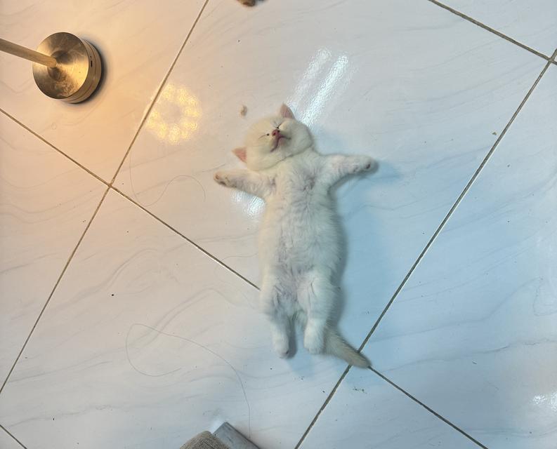 แมวขาสั้นมัชกิ้น 3