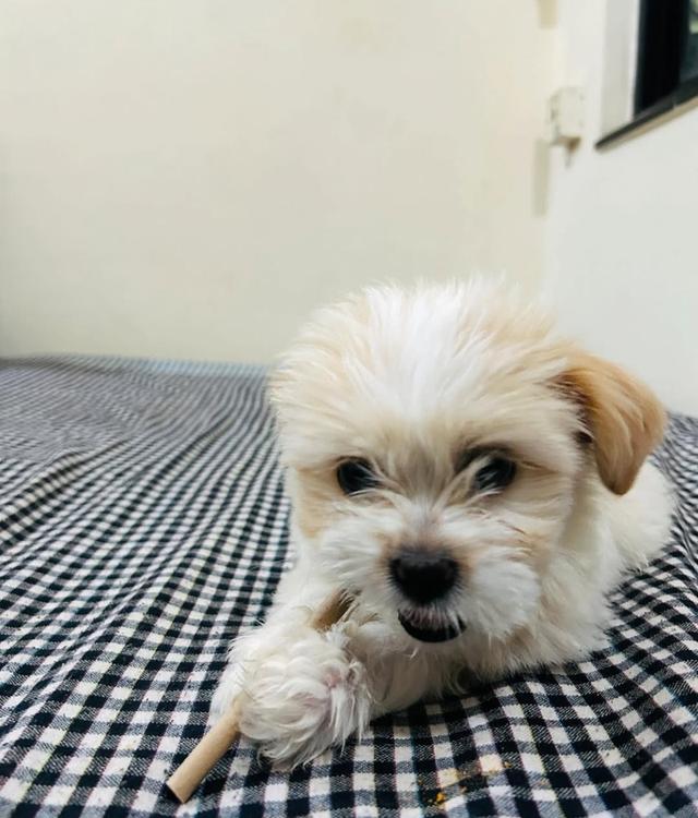 ขายลูกหมา Lhasa Apso 3