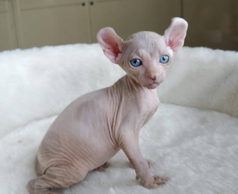 7.แมวเอลฟ์ เพศผู้ Elf Cat Male