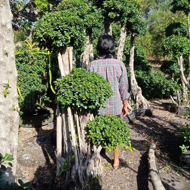 ไทรต่อยอดช้อนเงินช้อนทอง รูปที่ 2