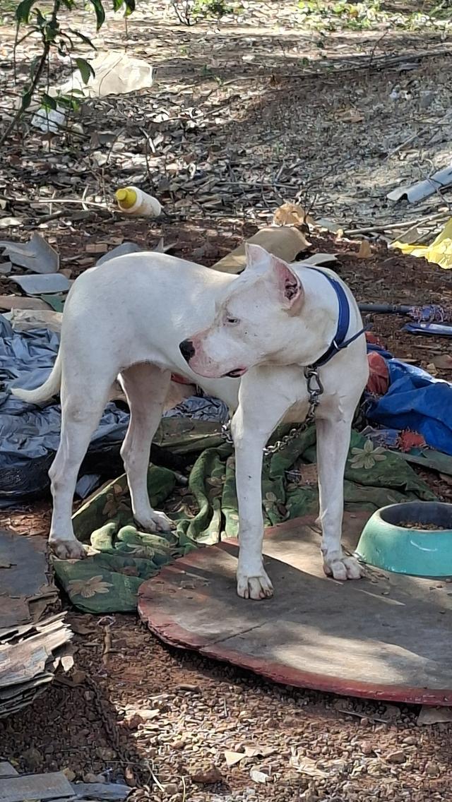 ขายสุนัขโดโกอาเจนติโน่ รูปที่ 3