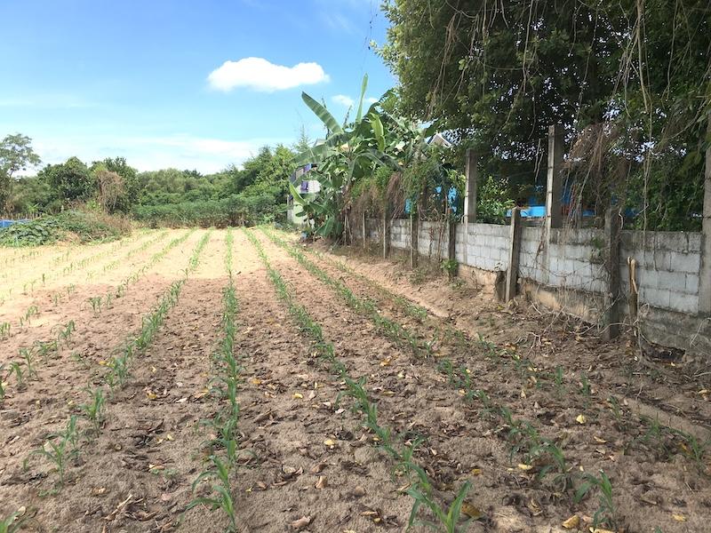 ขายที่ดินเหมาะพัฒนาอสังหาริมทรัพย์ หรือสร้างโกดัง,คลังสินค้าขนาดเล็ก ที่ดินเนื้อที่ 2ไร่ 60ตรว.ติดทางสาธารณะด้านหน้า 10-20เมตร ลึก 170เมตร ใกล้สวนเสือ 5