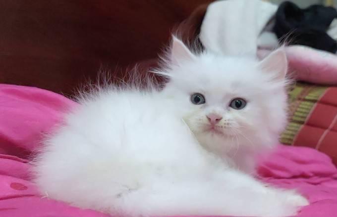 ขายลูกแมวเปอร์เซียน่ารัก ผู้ชาย ผู้หญิง พระรามสอง เทียนทะเล รูปที่ 8