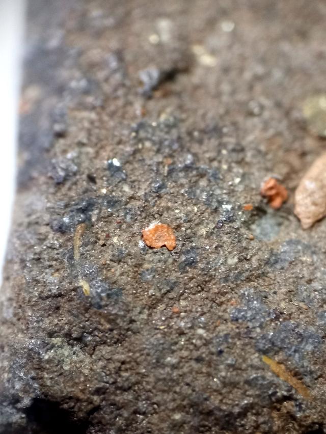 หลวงปู่ทวดเนื้อว่าน 2497 พิมพ์พระรอด 8