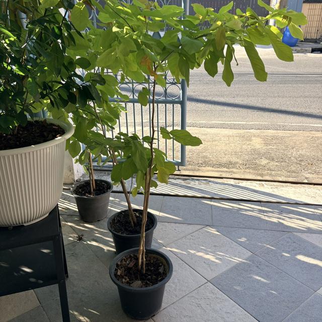 ต้นชะแมบทอง (ทองนพเก้า) 10 ต้น 900 บาท กทม ส่งฟรีถึงบ้าน รูปที่ 2