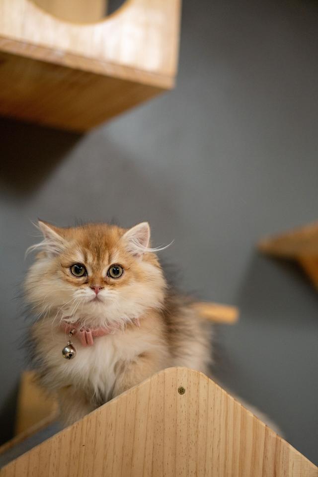 เด็กหญิงบริติช ลองแฮร์ (British Longhair) 12