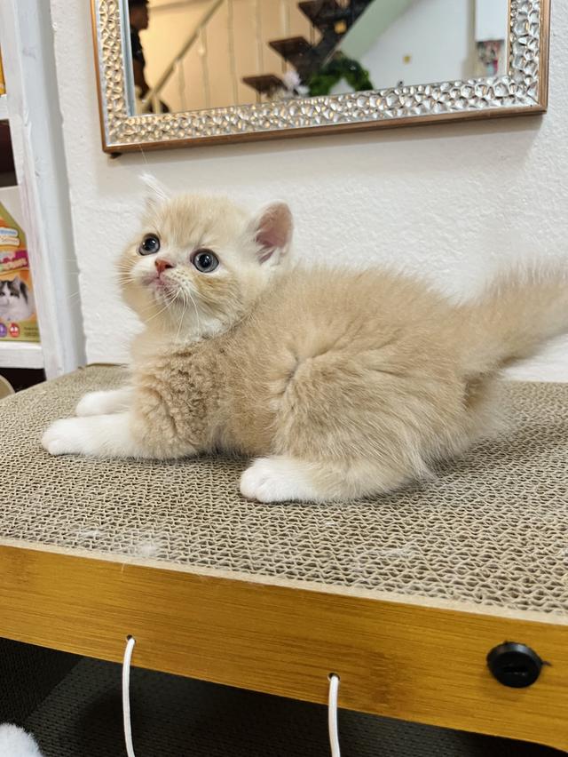 แมว EXO ติกสีครีม 🔥🔥