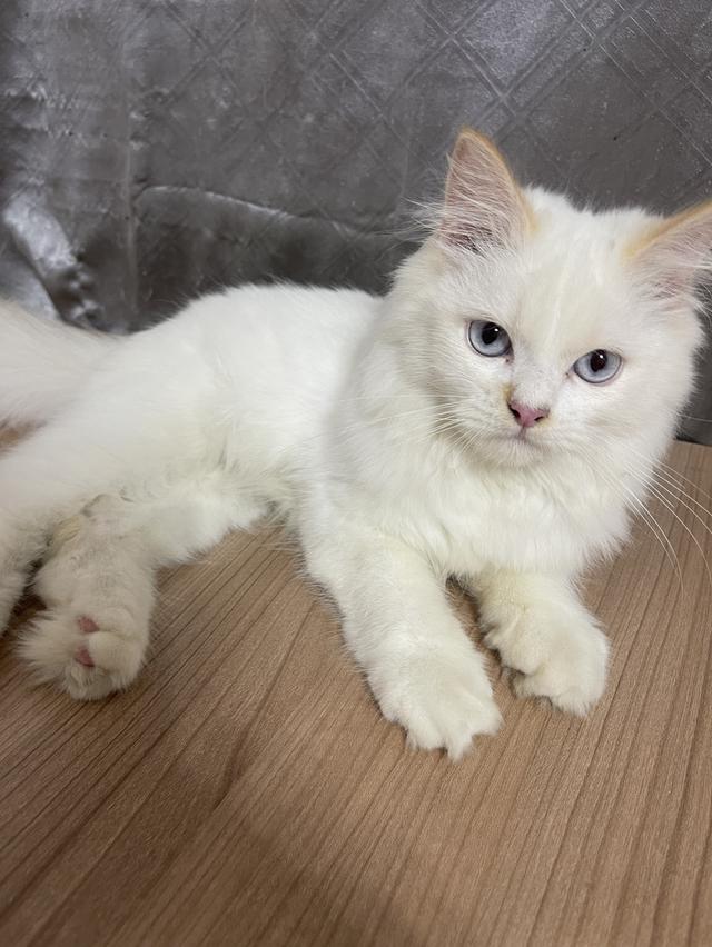 คนขายเลี้ยงเองครับ น้องแมวพันธุ์ อเมริกันเคิร์ลผสมหิมาลายัน เพศชาย ตาสีฟ้า รูปที่ 2