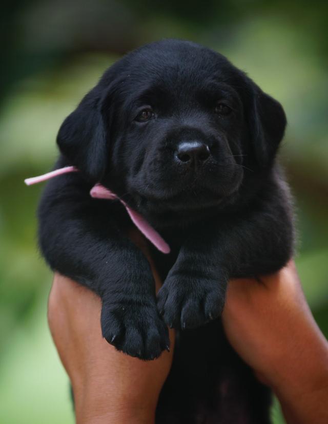 ลูกสุนัข ลาบราดอร์รีทรีฟเวอร์