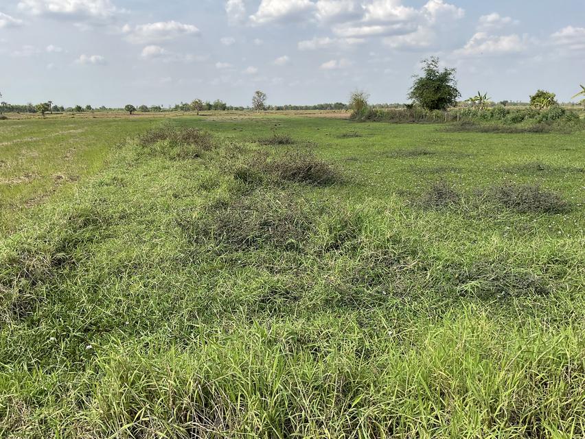 ขายที่ดิน 7 ไร่ ต.โบสถ์ อ.พิมาย จ.นครราชสีมา 1