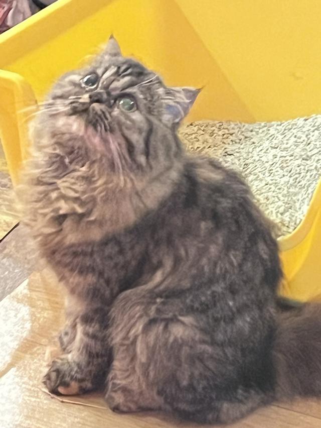 🌈เปิดจองน้องๆ ❤️ ขาวตาฟ้า ดำตาฟ้า ส้มกาฟิว สามสีตาฟ้า 16