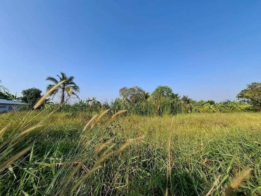 Vายด่วนที่ดิน 2ไร่ ) ( ติดถนนลาดยางสารณะ ซอยบึงบอน 13 หนองเสือ ปทุมธานี 6