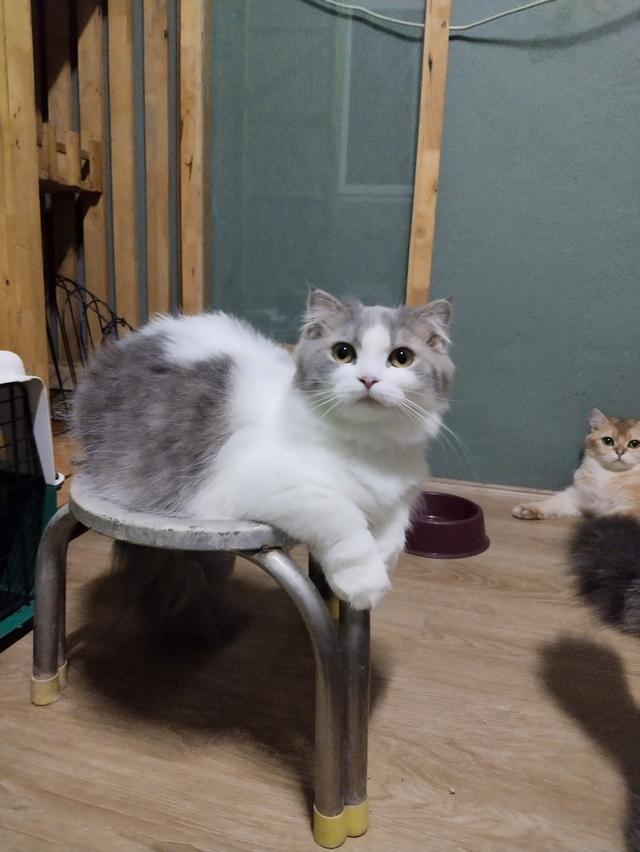 แมวพันธุ์มันซ์กิ้นขาสั้นเพศเมีย รูปที่ 6