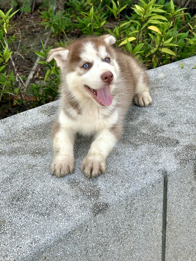 ไซบีเรียน แท้💯 เพศผู้ ตาฟ้าคู่ อายุ 50 วัน 6