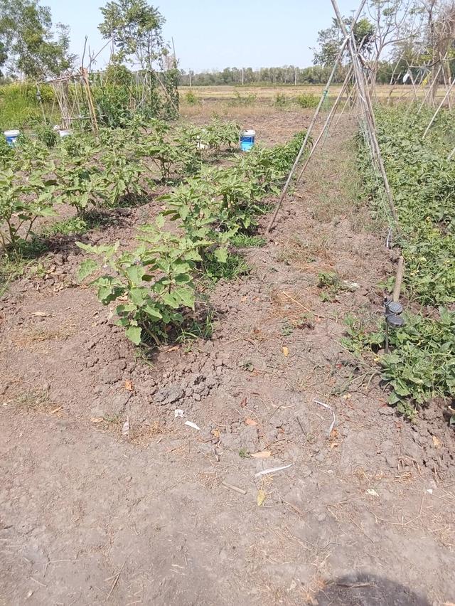 ขายที่ดิน 5ไร่ คลอง5 ธัญบุรี ปทุมธานีซอยคลอง5 ตะวันตก44 ติดกับหมู่บ้านทัศนี เยื้องสนามกอล์ฟAlpine 5