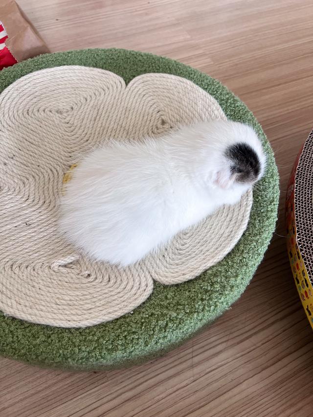 เด็กหญิงสก็อตติชโฟลด์ ( หูพับ ) ส่งฟรีทั่วไทย 4