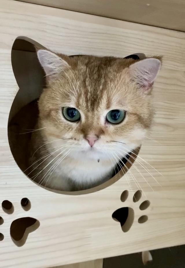 🏡 หาบ้านใหม่ให้น้อง British Shorthair อายุ 2 ปีกว่า รูปที่ 3