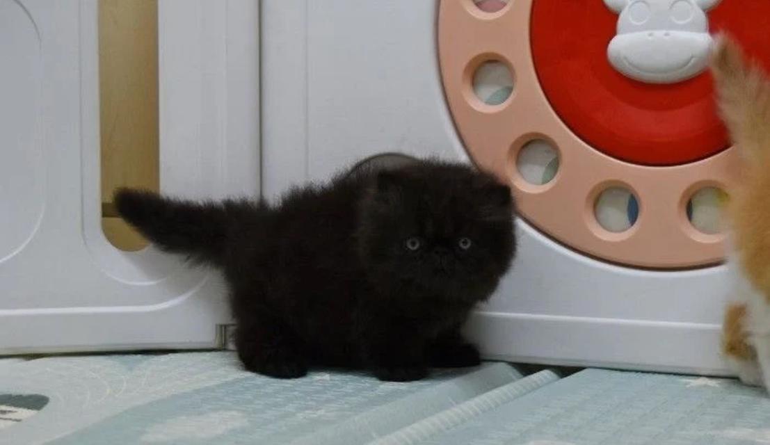 แมวเปอร์เซียสีดำล้วนหน้าบี้ 4