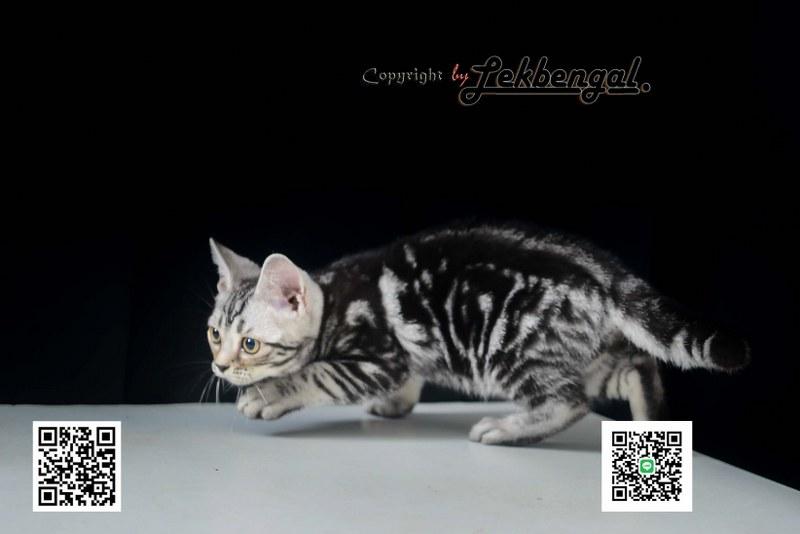 ลูกแมวอเมริกันชอตแฮร์สวยมากๆ สีซิลเวอร์ลายมาเบิ้ลดำเข้ม พันธุ์แท้ เพศเมีย รูปที่ 6
