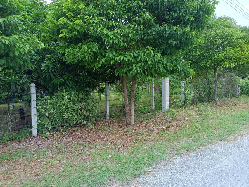 ขายบ้านสวน พร้อมที่ดิน!!!มีโฉนดครุฒแดง เนื้อที่ 1 ไร่ 37 ตารางวา ราคา1,200,000บาท ต่อรองได้ ขายเองไม่รับนายหน้าครับ ตั้งอยู่ทุ่งดินดำรีสอร์ทจังหวัดสุพ 9