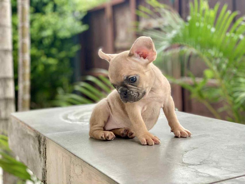 ดญ.จิ๋ว เพศเมีย อายุ2เดือนครึ่ง พันธุ์เฟรนช์ บูลด็อก(french bulldog)