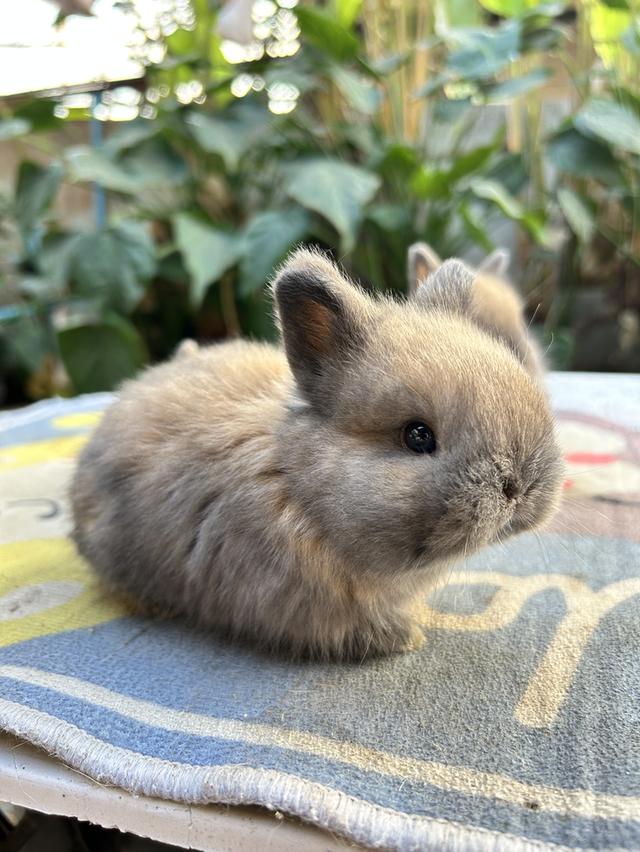 กระต่าย ND เพศเมียอายุ 28 วัน