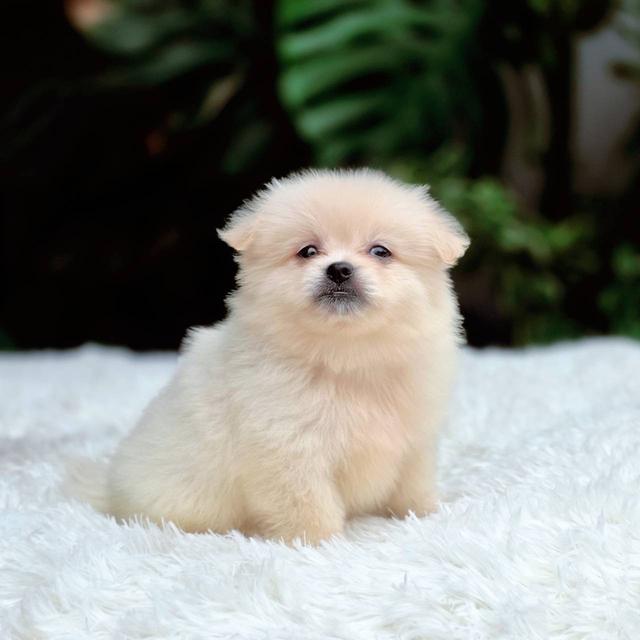 ปอมผสมชิวาวาเพศเมีย 2