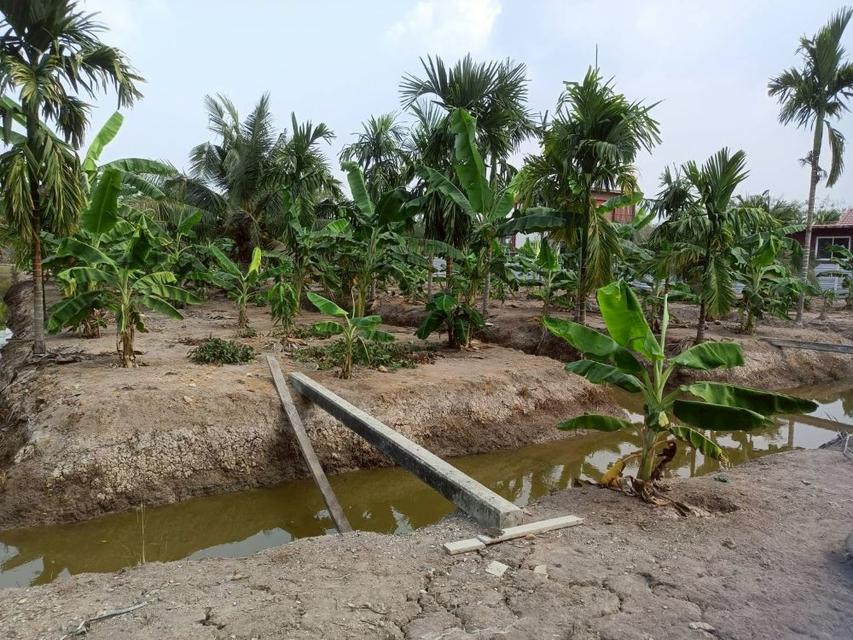 ขายที่ดินเปล่า 4 ไร่ 27 ตร.วา ติดคลอง บรรยากาศดี เหมาะสร้างบ้านสวน ทำเกษตร ต.บางไผ่ อ.เมือง จ.ฉะเชิงเทรา 4