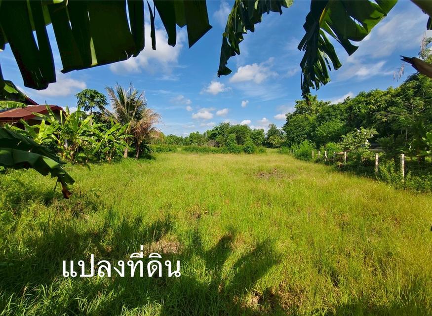มารับทรัพย์แปลงนี้ด่วน‼️ที่ดินติดรีสอร์ต "ชมทุ่ง" วิวหลักล้าน บรรยากาศชิลทุกตารางนิ้ว  แถมบ้านเดี่ยว มีผู้เช่าตลอดปี บ้านอ่างไผ่ อ.วัฒนานคร จ.สระแก้ว 6