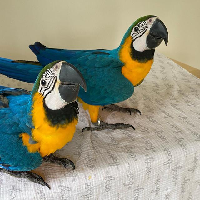 Pair of Blue and Gold Macaw Parrots For Sale