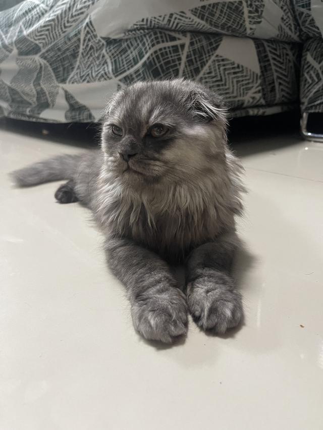 แมวขี้อ้อน(หญิง 3 เดือน)พร้อมย้าย รูปที่ 3