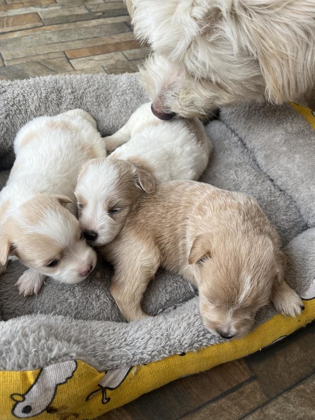 หมาน้อย ชิสุผสมพุดเดิ้ลจังหวัดลำพูนเปิดจองค่ะ