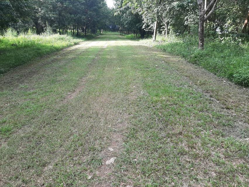 ขายที่ดินแปลงใหญ่ 148 ไร่ เป็นสวนยางพารา ที่มีโฉนด 14