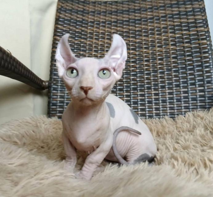 31.แมวดเวล/เพศผู้ Dwelf Cat/Male