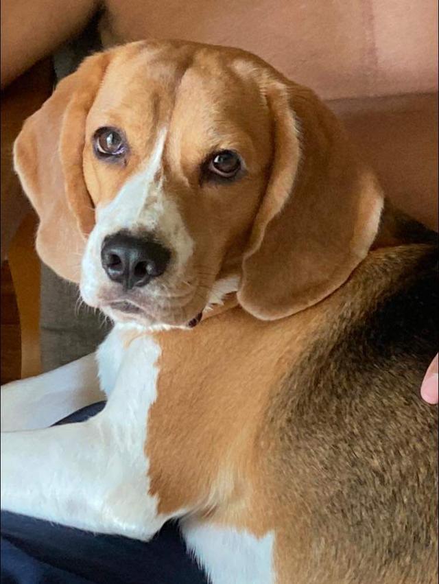 บีเกิล (Beagle) สุนัขพันธุ์เล็ก 1