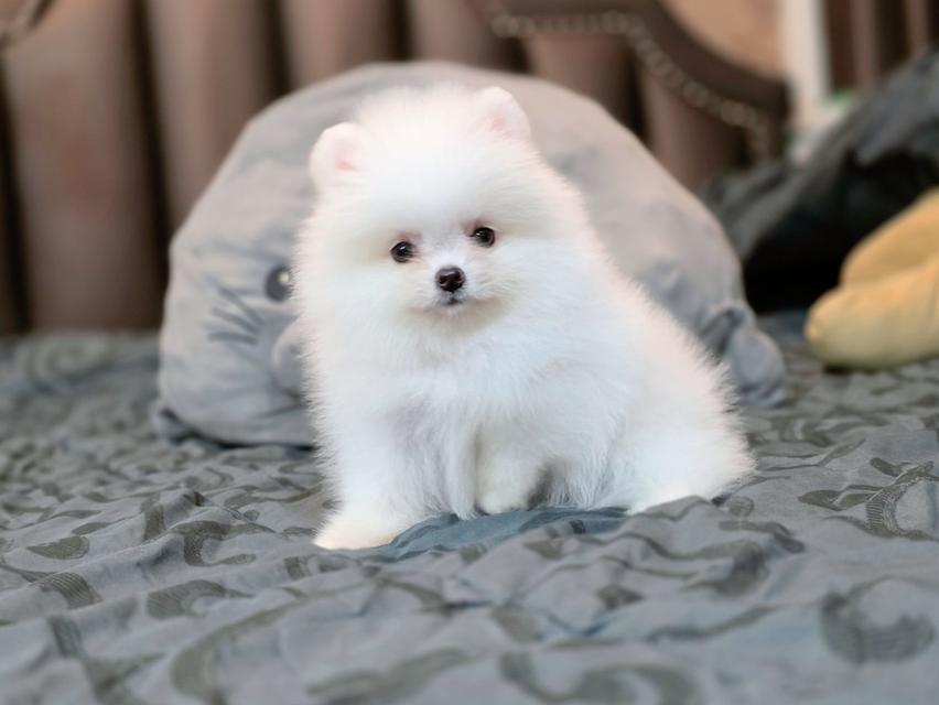 ปอมเมอเรเนียนแท้ เพศเมีย สีขาวล้วน รูปที่ 9