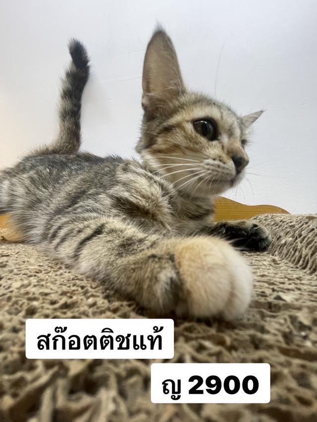 สก๊อตติชแท้ หญิง 2900 3 เดือน