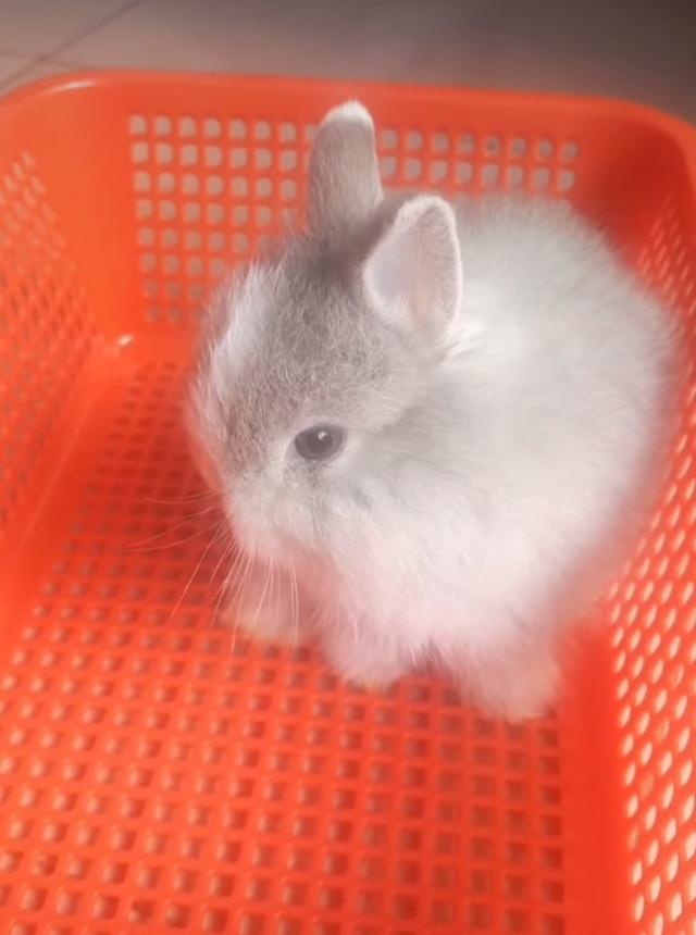 กระต่ายเจอร์ซี วูลลีสีเทา 3