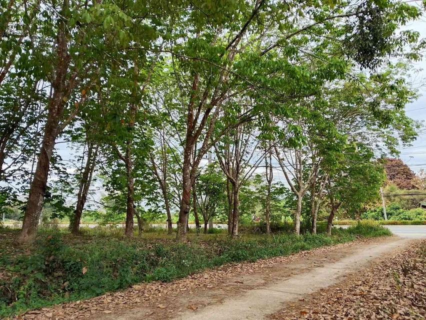 ขายสวนยาง 3.1ไร่ 60 ตรว ติดถนนสายหลัก ทำเลดี อำเภอขุนตาล จังหวัดเชียงราย 8